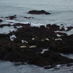 Cambria_0119 (November 04, 2017)